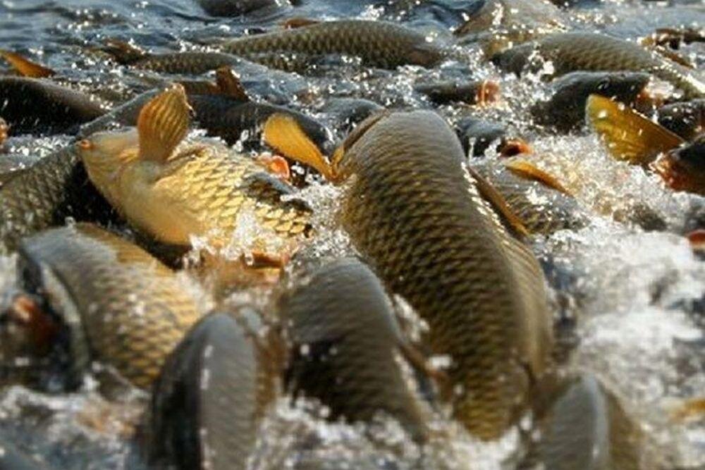 Фото с сайта: https://molkom-kazan.ru