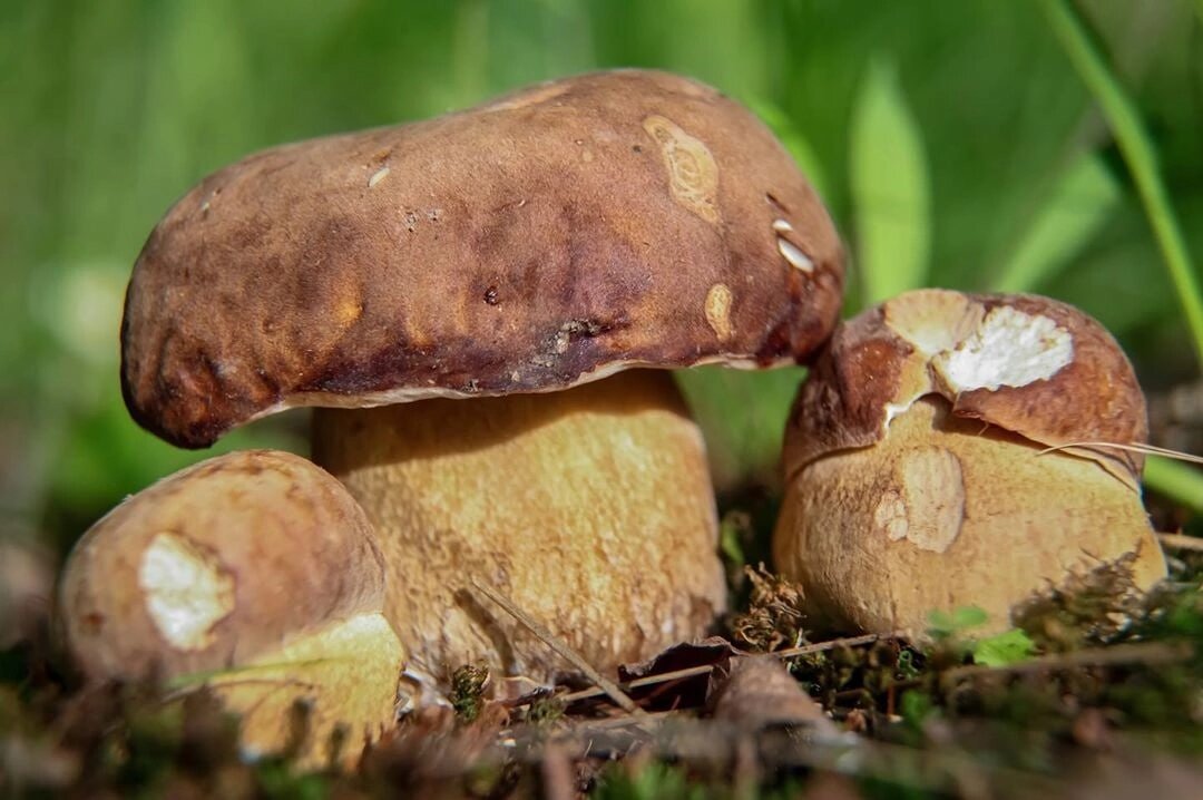 Белый гриб дубовый (Boletus reticulatus). Фото автора. 