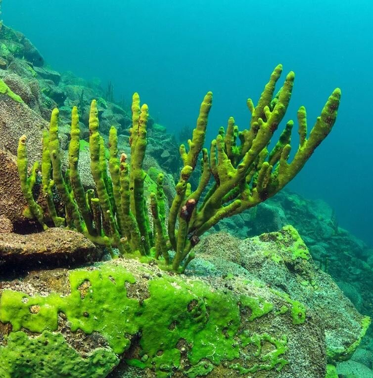 Байкальская губка на дне морском.
