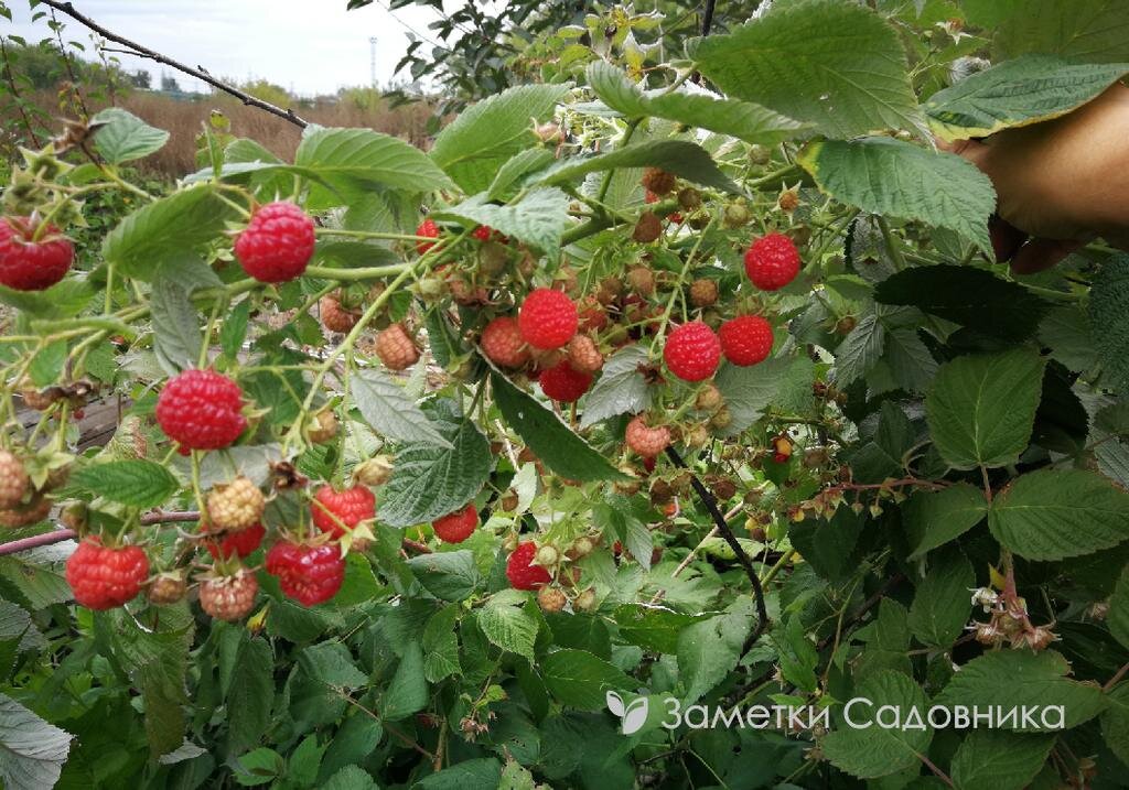 Малина очень урожайная, вкусная, но все равно не такая, как была у бабушки