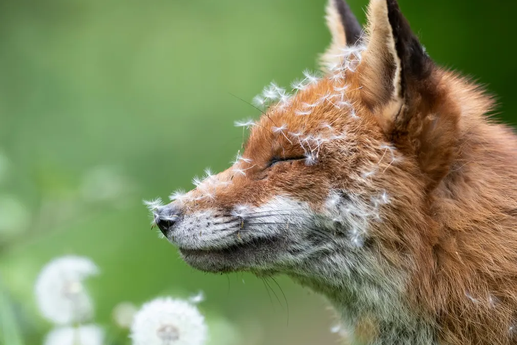     Посмотрите на яркие кадры премии British Wildlife Photography Awards 2023