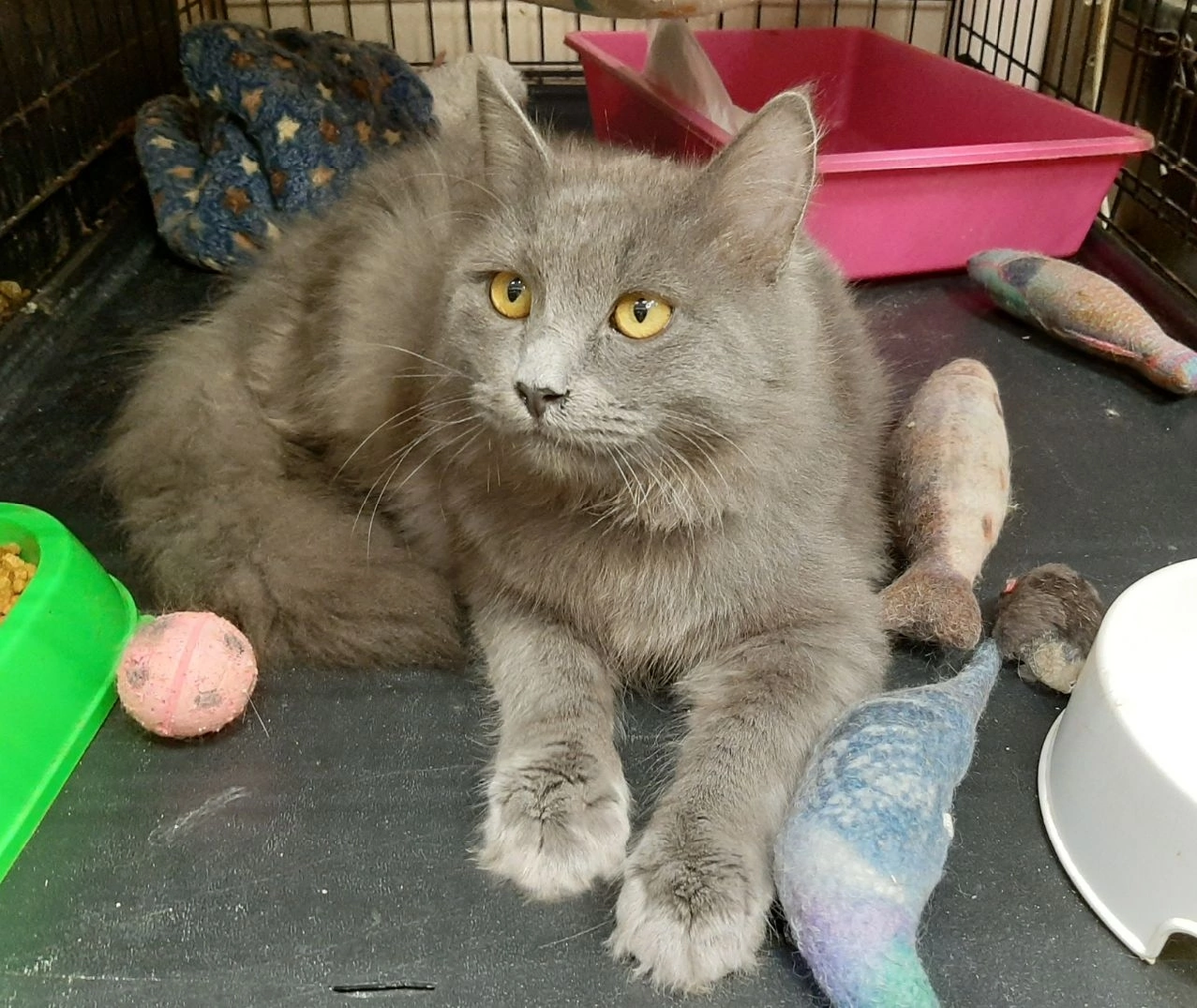 Пушист, толстолап и огромен. Мотя Пухов - знатный куркуль🤦‍♂️