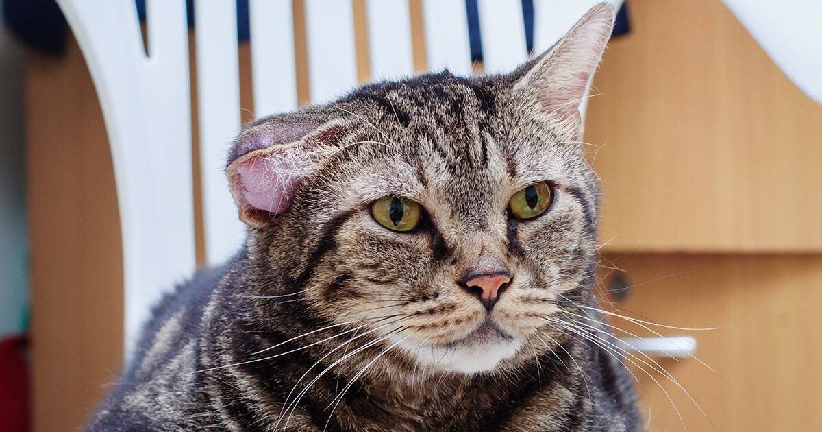 Отогематома на правом ушке. Ушко будто надулось