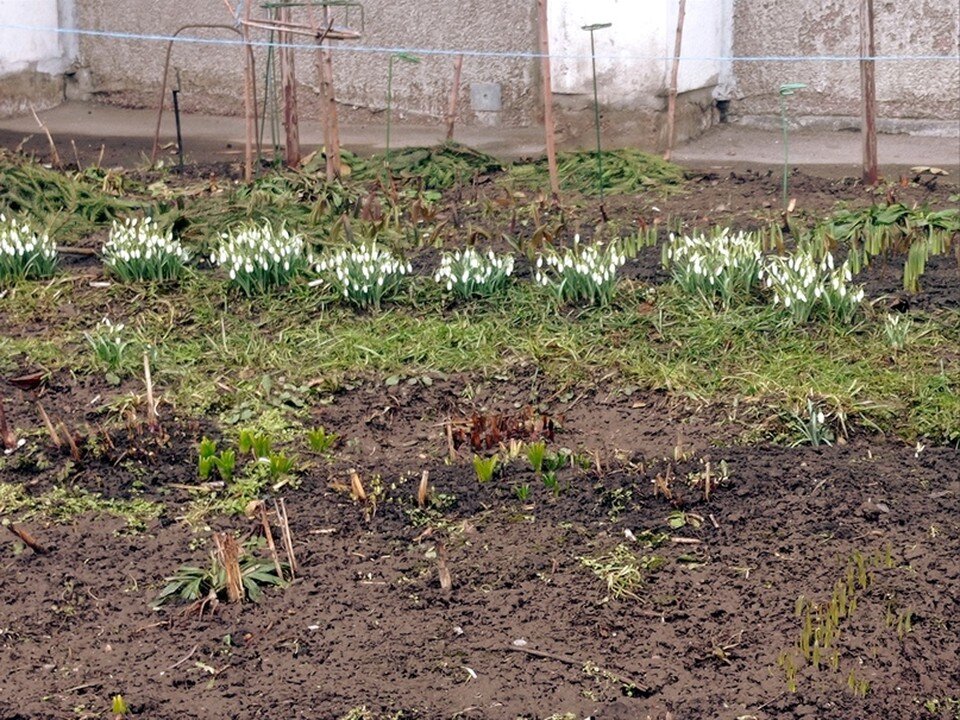     Цветы заметили в Приморском районе  СОЦСЕТИ