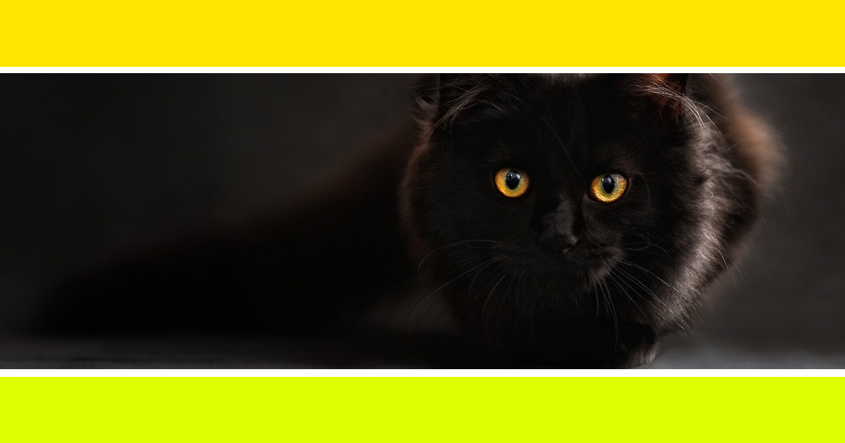 Расшифровка кошачьего тела / Фото взято с сайта https://pixabay.com/