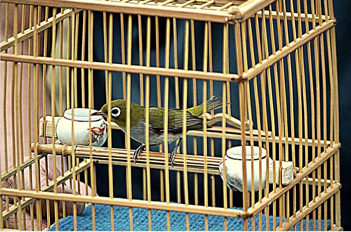 Фото из интернета. Клетка была просторная. Птичке было уютно в ней.