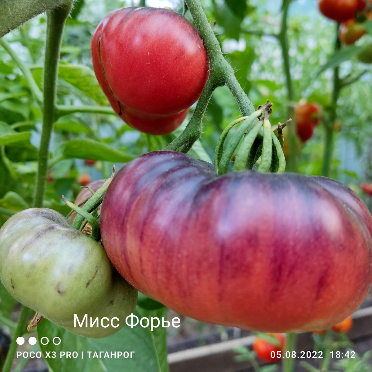 Сорт томата мисс форье. Сержант пеппер томат. Томат мисс фурье. Томат миссис форье. Томат мисс фурье.