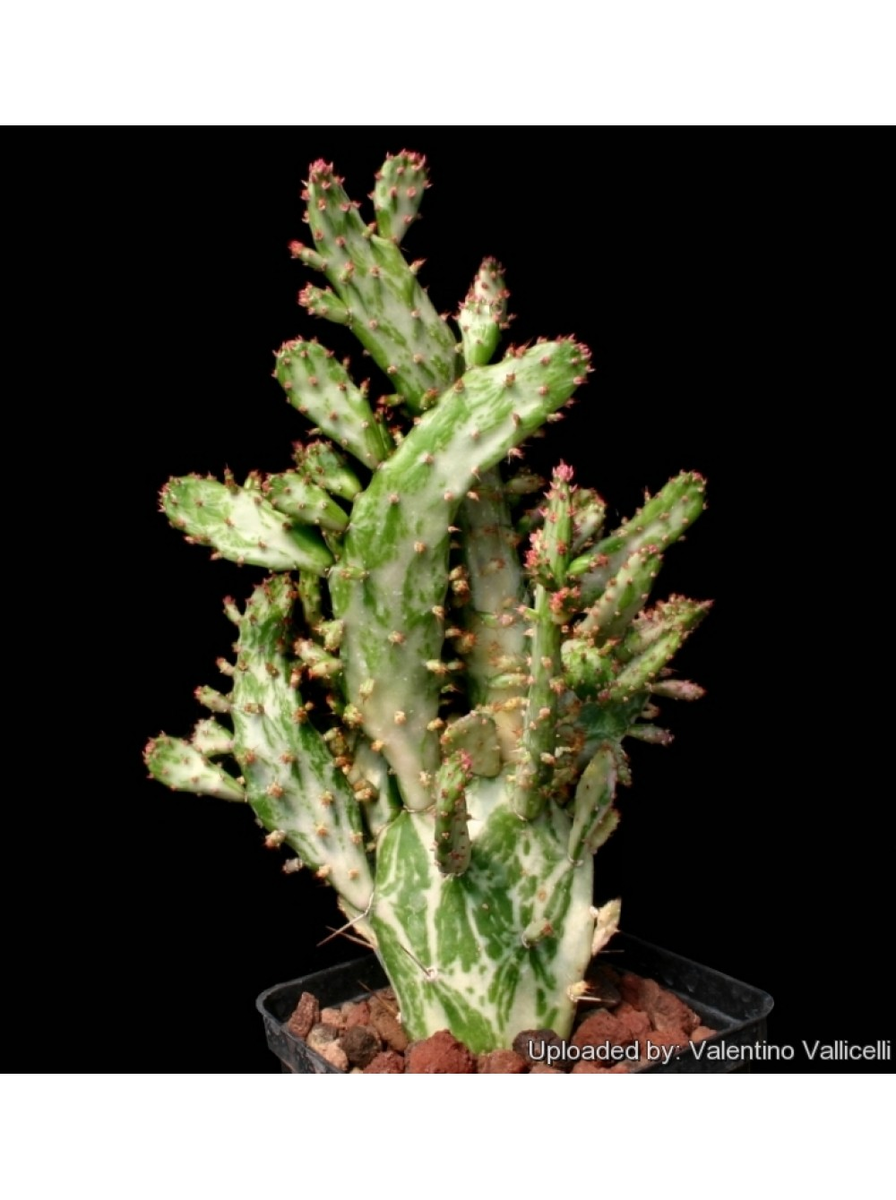 Купить Опунция одноколючковая вариегатная (Opuntia monacantha variegata) можно в нашем интернет-магазине "Кактусёнок.РФ" стоимость 690р. цена по акции.
Доставка почтой России или СДЭК по всей стране.