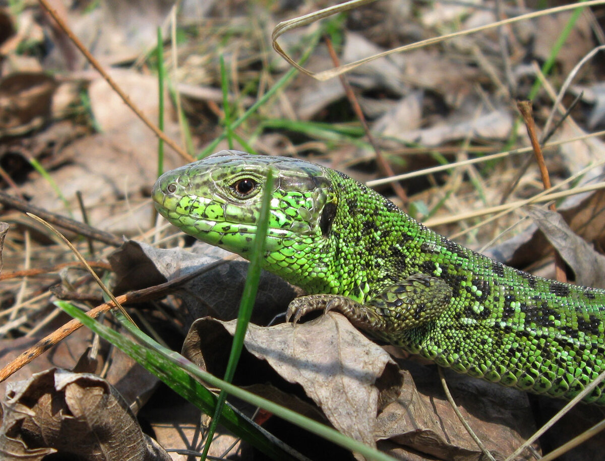 Ящерица прыткая (Lacerta Agilis Linnaeus)