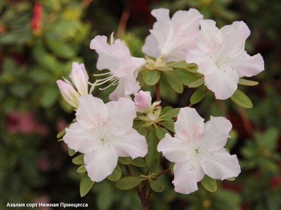     Фото: Ботанического сада ТГУ