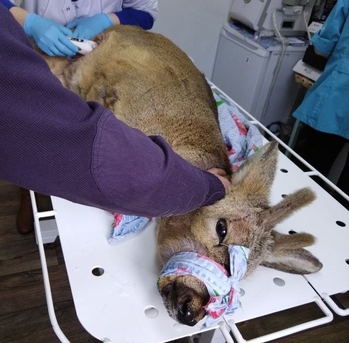     фото пресс-службы Госветслужбы Забайкальского края