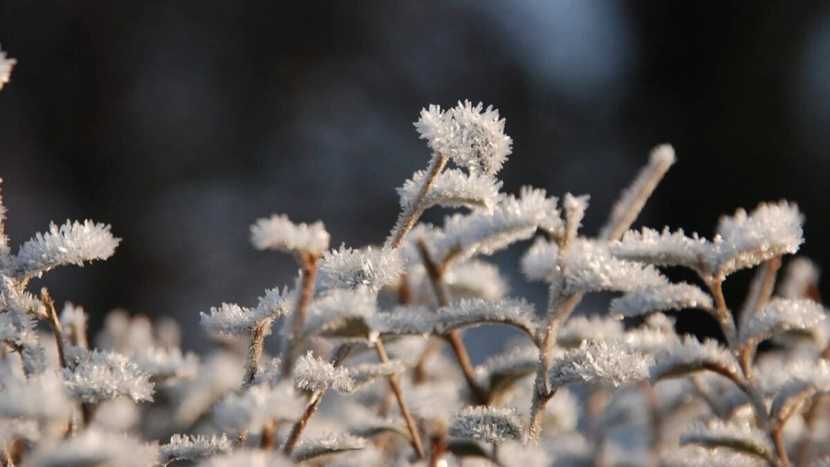 Фото: Pixabay.