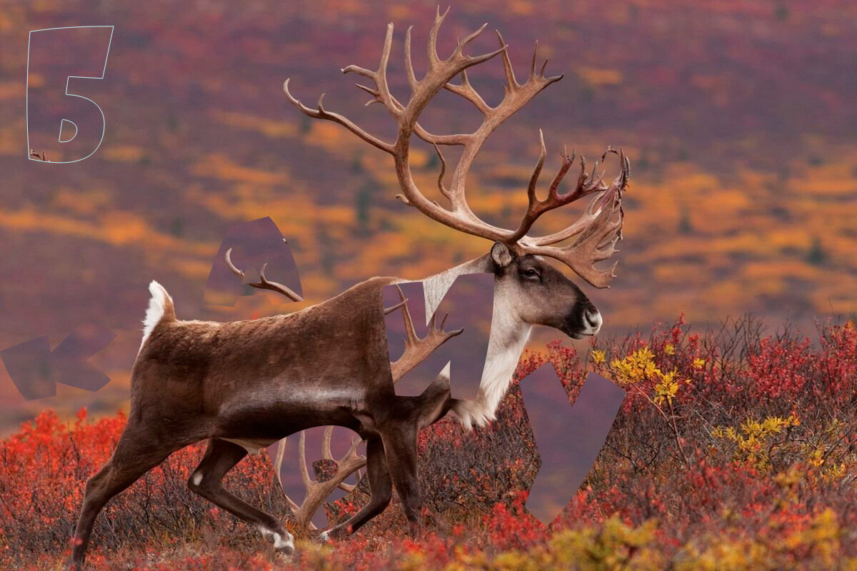Коллаж-анаграмма: Североамериканский олень