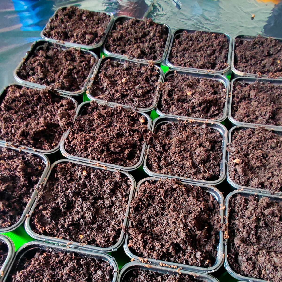 Томат «Клуша» - посадка семян в грунт