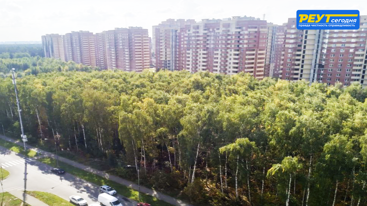 Берёзовая роща мкр. Авиаторов г.о. Балашиха.