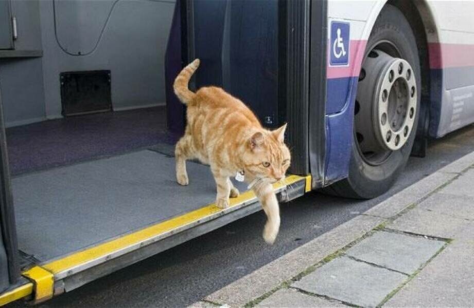 Выход кошечки. Кот на остановке. Кот автобус. Кот едет в автобусе. Котик в транспорте.