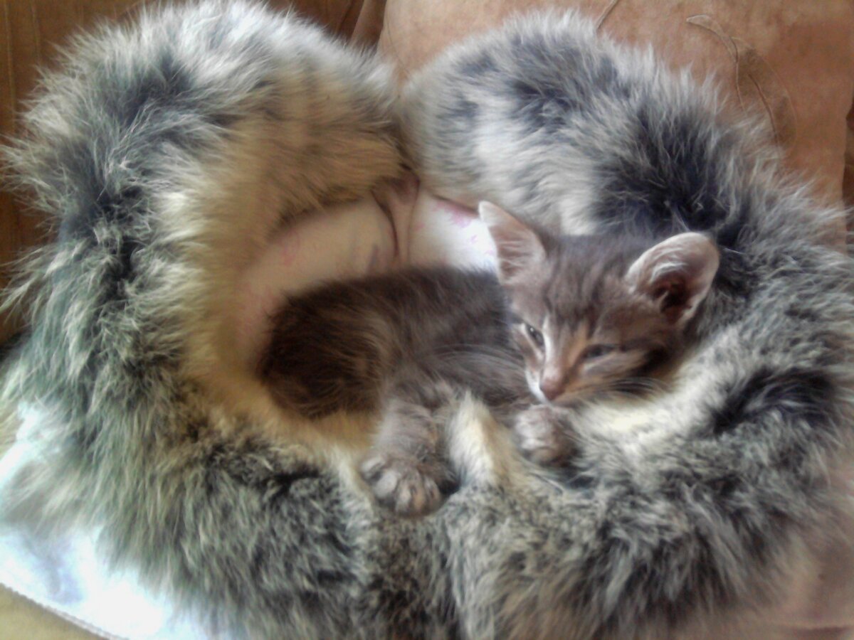 Тиша. Первые дни дома. Фото из домашнего архива.