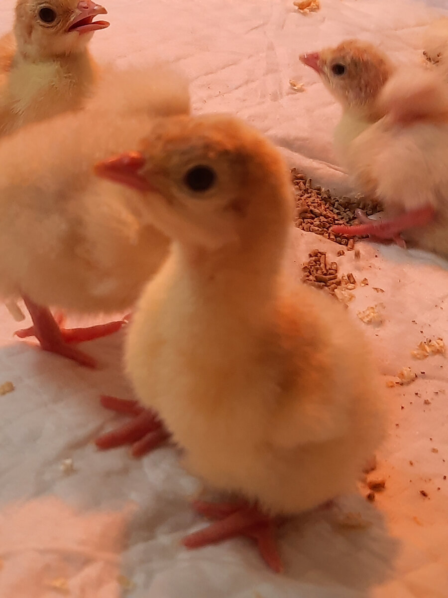 фото автора. индюшонок грейд меккер