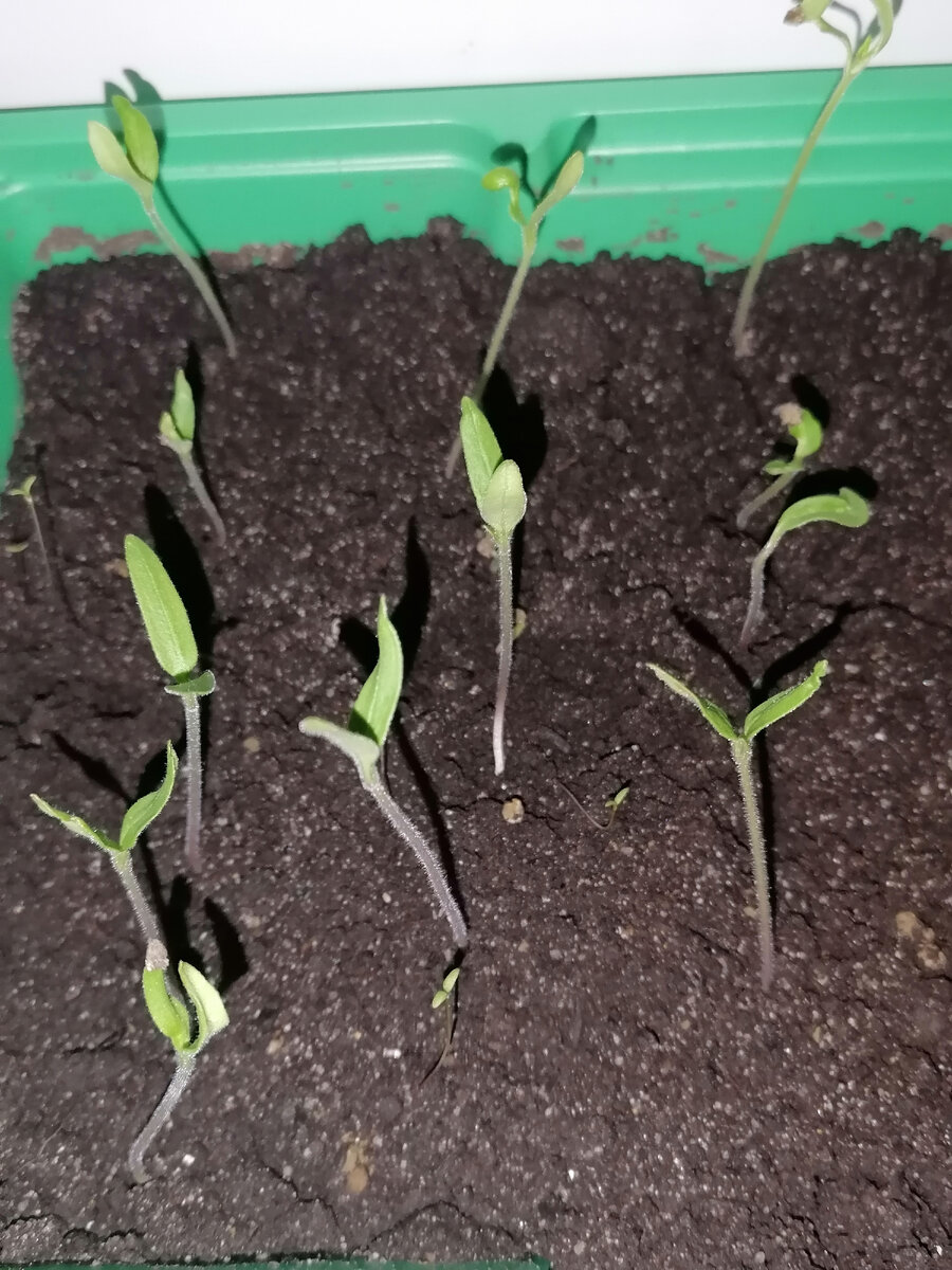 Первые всходы