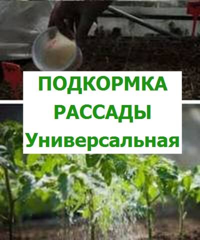 подкормка высаженной рассады