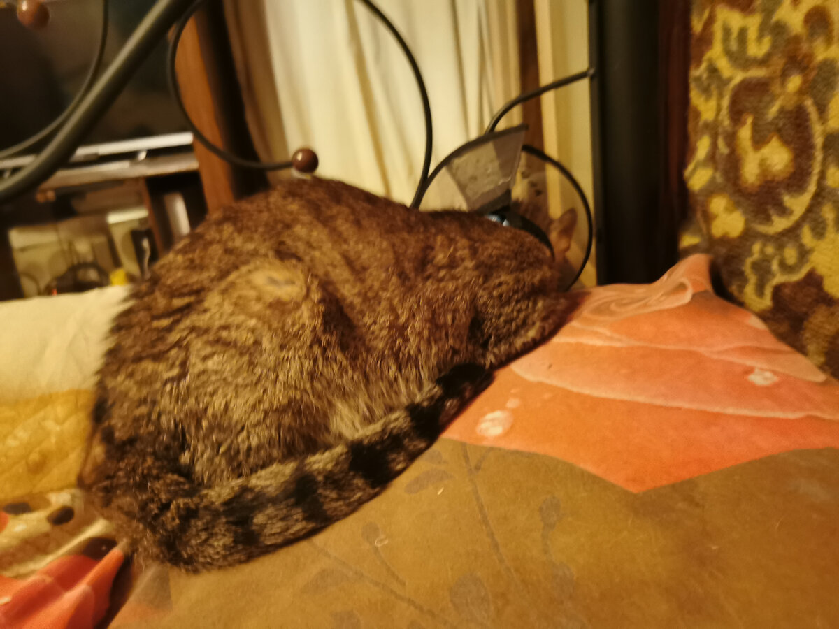 Обиделась из-за воротника. Фото из личного архива автора.