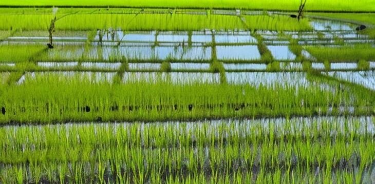    Китай ожидает урожай зерна 2023 в объеме 650 миллионов тонн