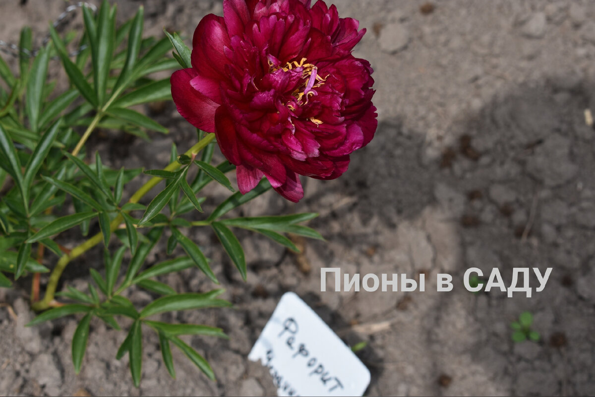 Травянистые : Пион Favorite Пион Фаворит