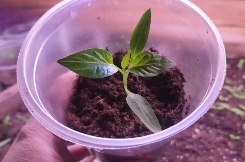 Сегодня рассада перцев.