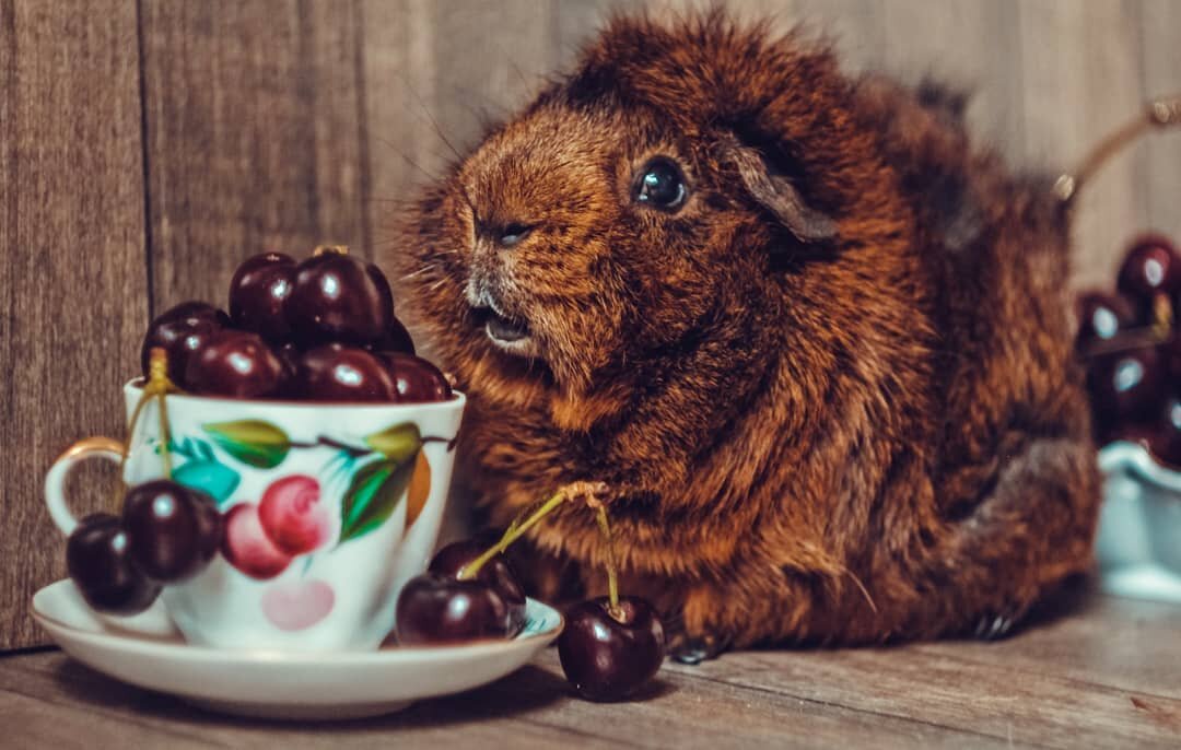 Пупырка (он же Черешенка). Фото моё.