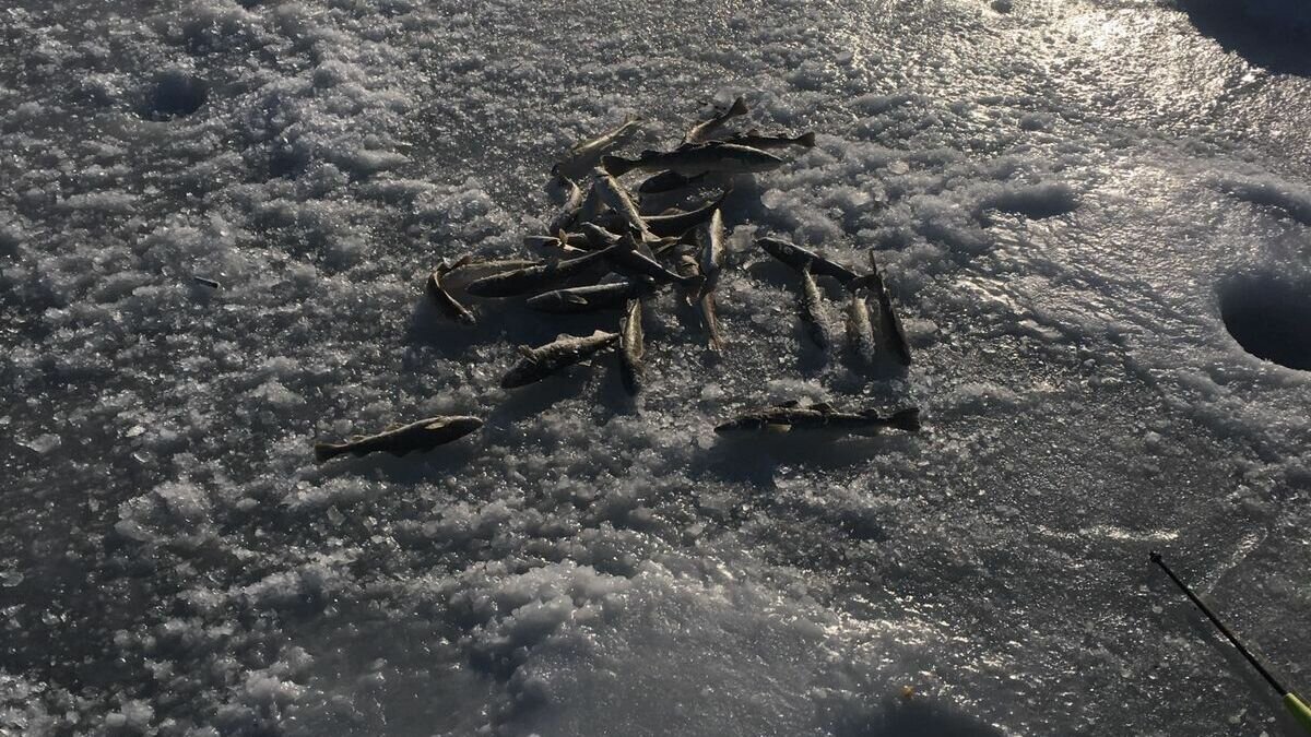     Ну не дают сотрудники МЧС самым упорным и фанатичным адептам подлёдной рыбалки исполнить мечту: попасть в ледяную воду. Выезжают на рейды и напоминают, что выход на лёд строго запрещён.