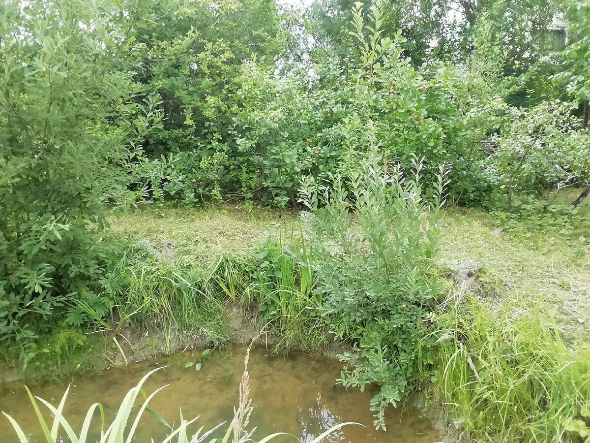 Пруд на участке. Недавно косили траву рядом. 