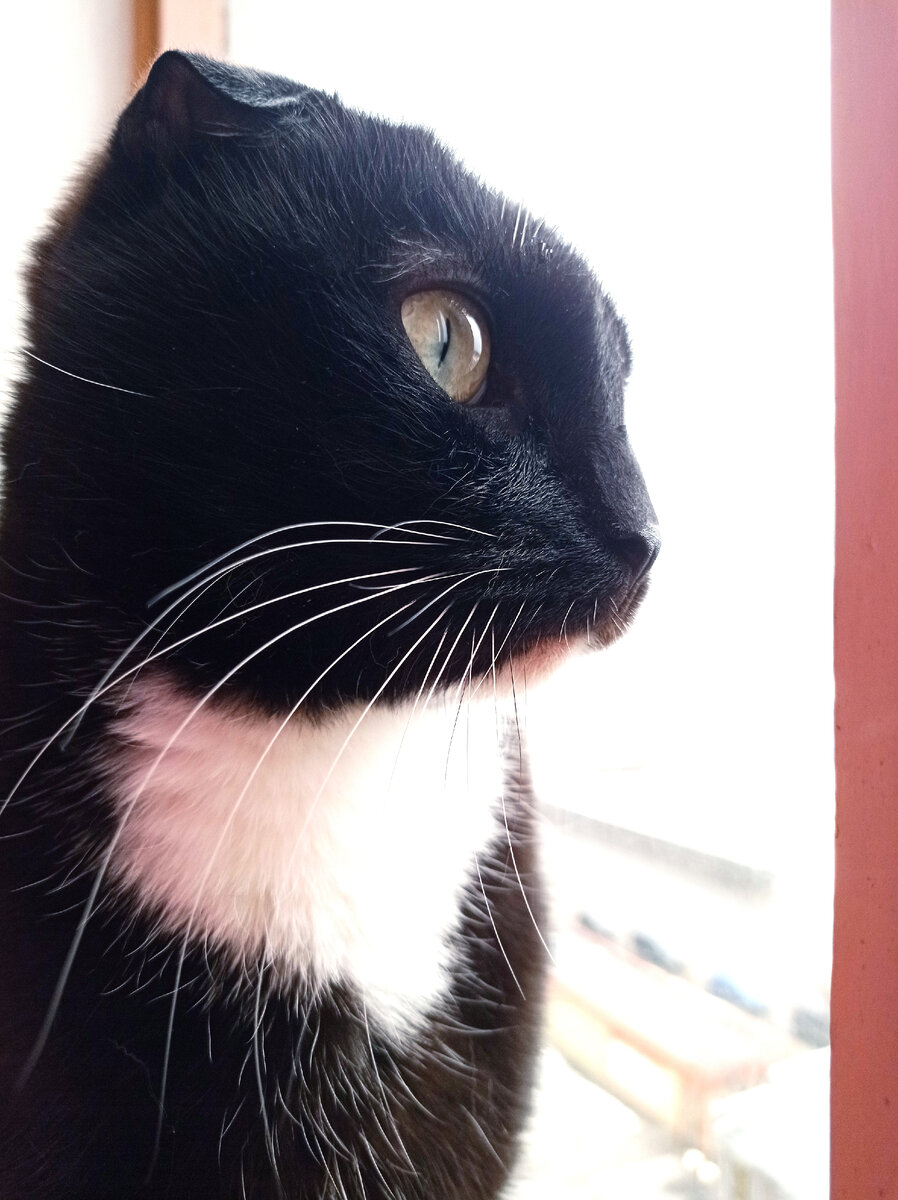 Сурен вот временами борзый, но мы его всё равно любим