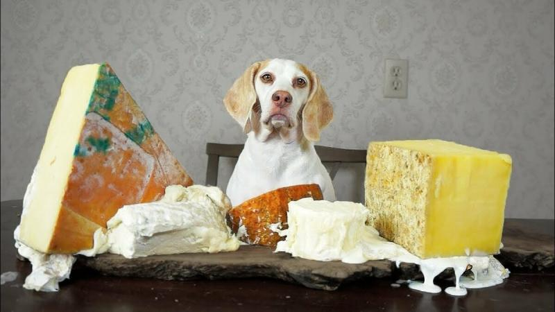 Почему собакам нельзя давать сыр: вред или польза?