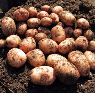 Апрель — самое время положить клубни картофеля для проращивания. Делать это лучше на свету — чтобы побеги не вытянулись