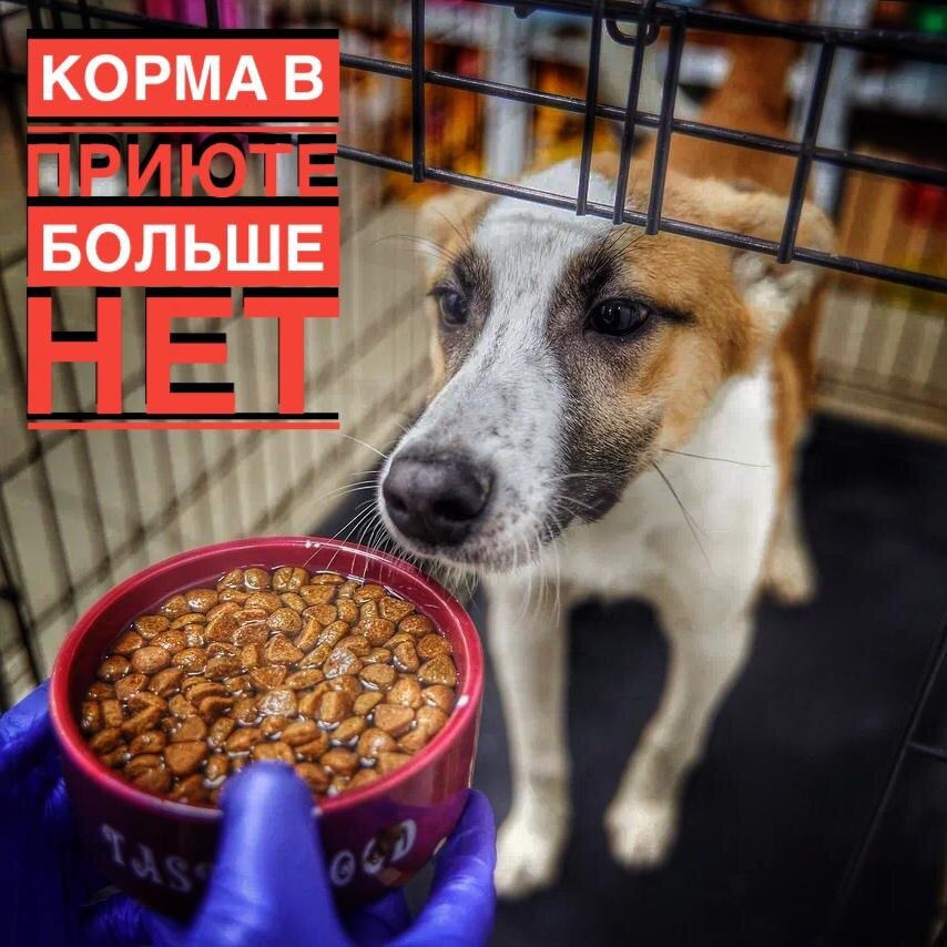 Самый важный сбор для голодных животных