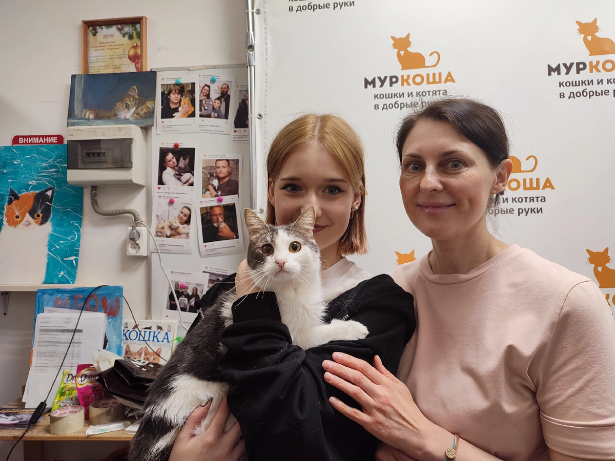 Приют муркоша. Adoption центр для кошек «Муркоша». Хосяш Муркоша.