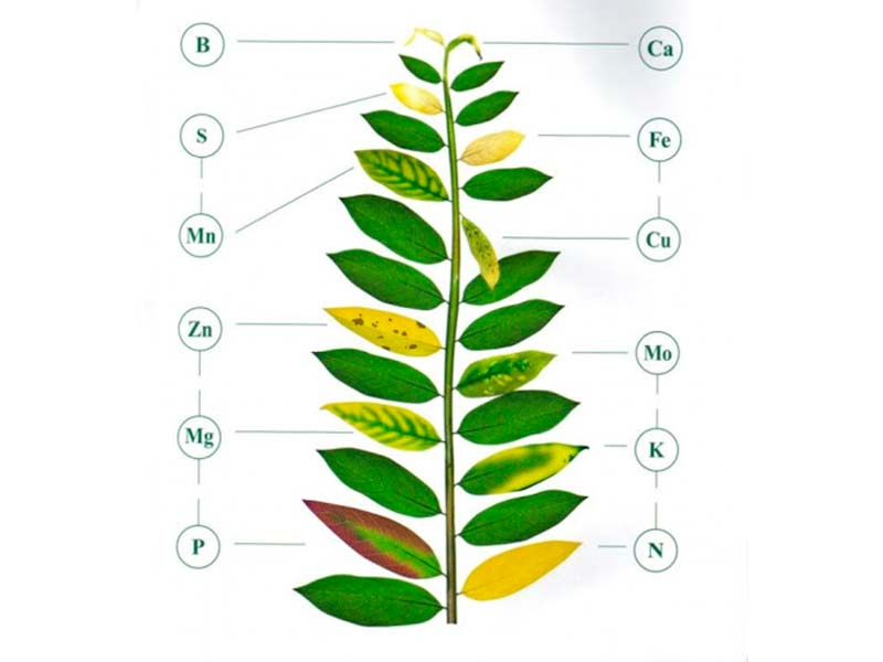 Дефицит микроэлементов у растений. Болезни аквариумных растений по листьям. Нехватка микроэлементов у растений по листьям. Недостаток элементов питания у растений.
