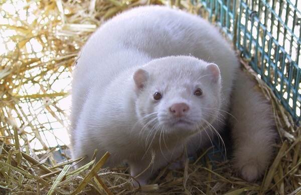 Норка (фото из интернета)