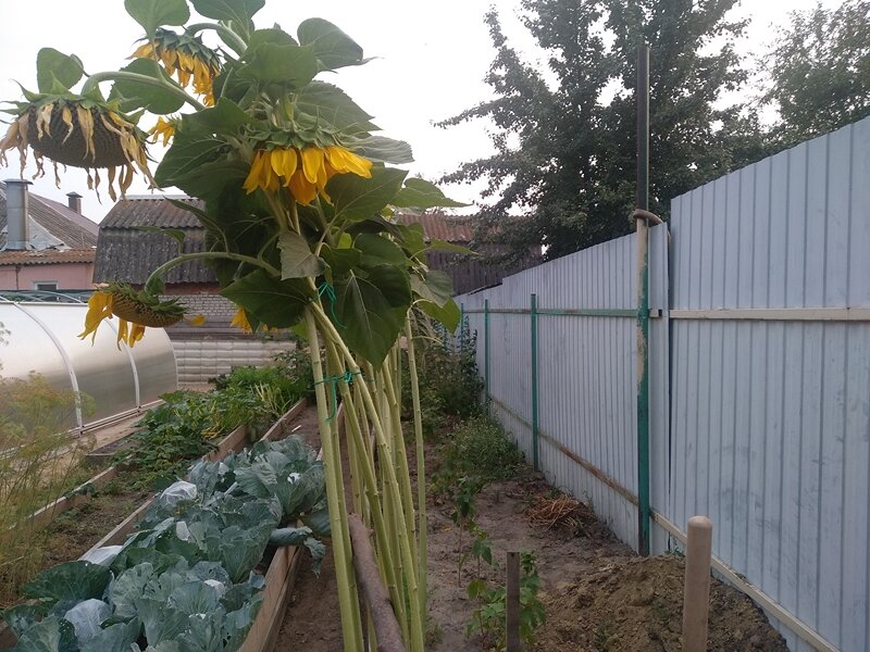 Совмещенные посадки на участке. На грядке молодые кусты чёрной смородины, подсолнечник, морковь.Лето 2022 г.