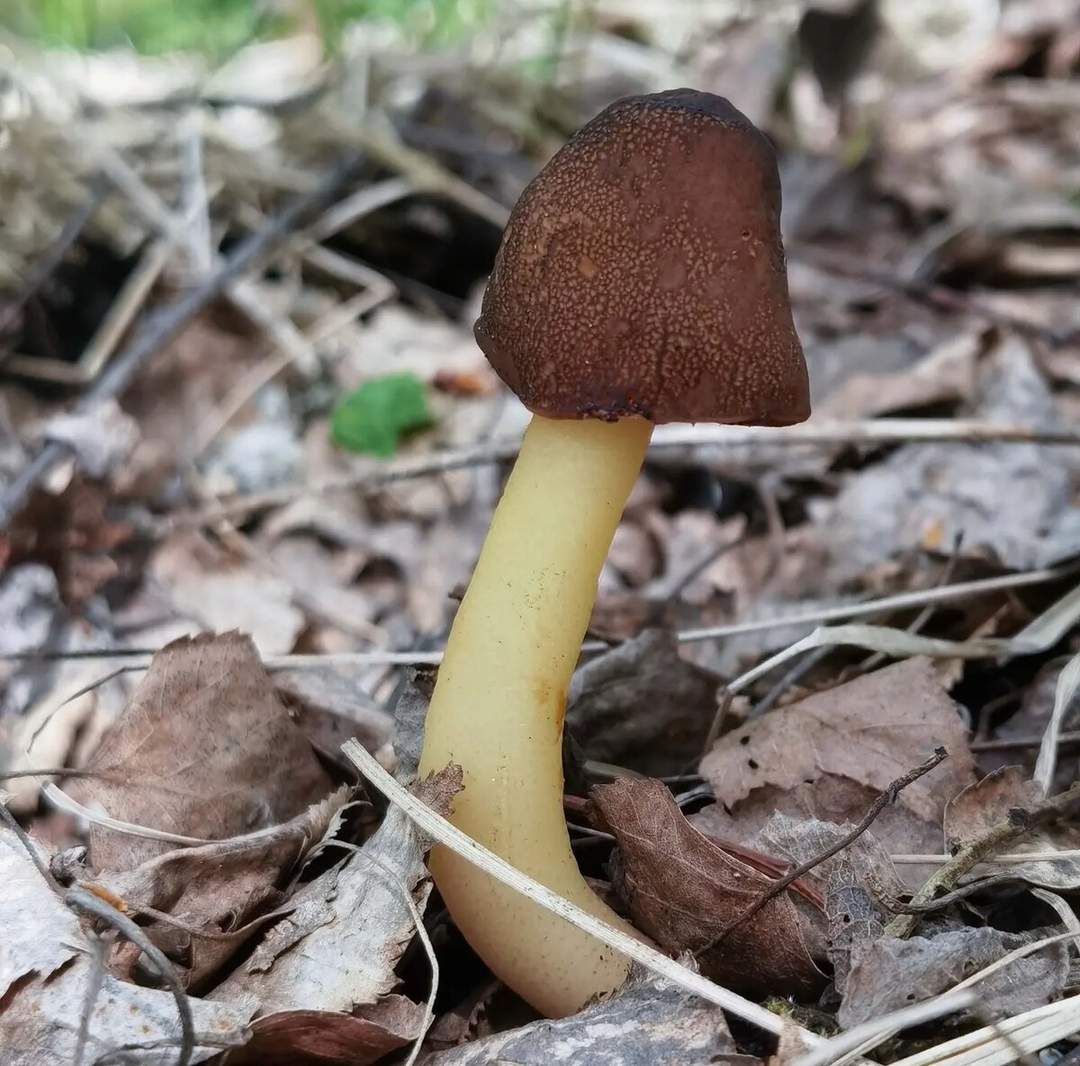 Сморчковая шапочка коническая (Verpa Conica).  Фото автора. 