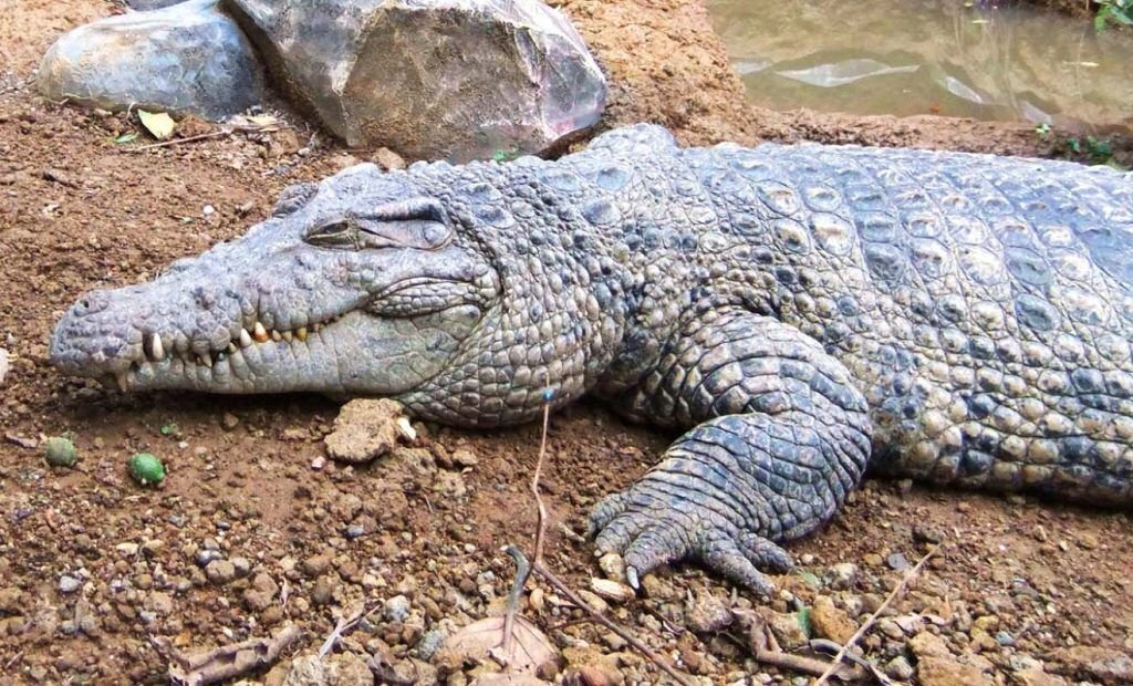      Новогвинейский крокодил