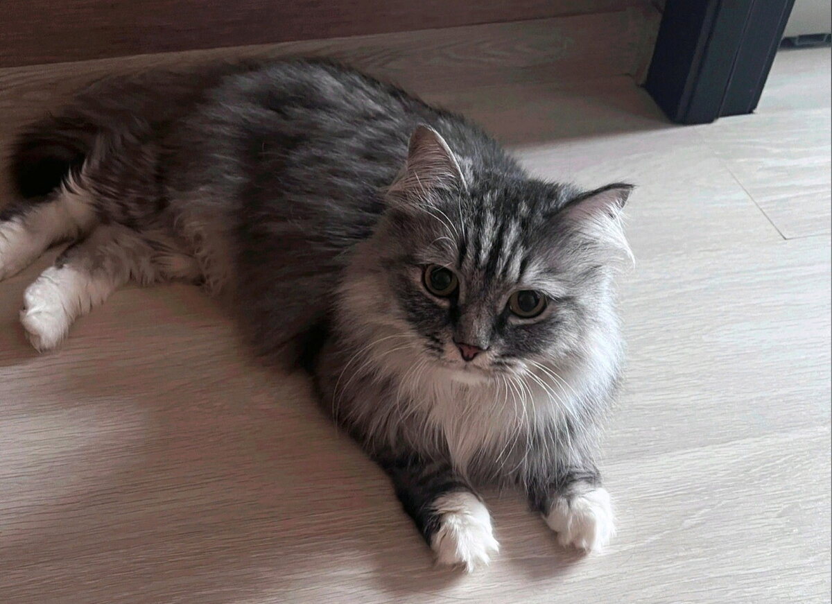 С виду милый котик оказался котом с  твёрдым характером