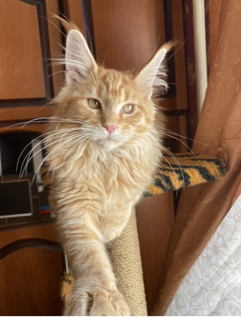 Милый котенок 