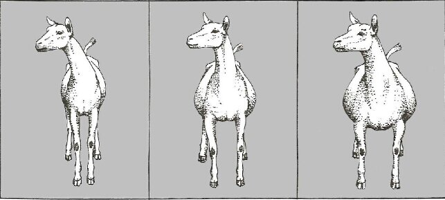 На первой картинке коза слишком слабой конституции, с недотаточно развитым рубцом, и вся ее структура недостаточна, чтобы поддерживать хорошую молочность. Такие животные вполне могут иметь объемное вымя, но его прикрепление просто не может быть достаточно прочным. Такие козы не обладают крепким здоровьем, и предрасположенны к маститам. На третьей картинке коза слишком мясистая. Так выглядит коза мясного направления.
Средняя коза - идеальный молочный тип. Крепкое, но не перегруженное животное, пропорционального строения, с хорошим рубцом и грушевидным строением грудной клетки.