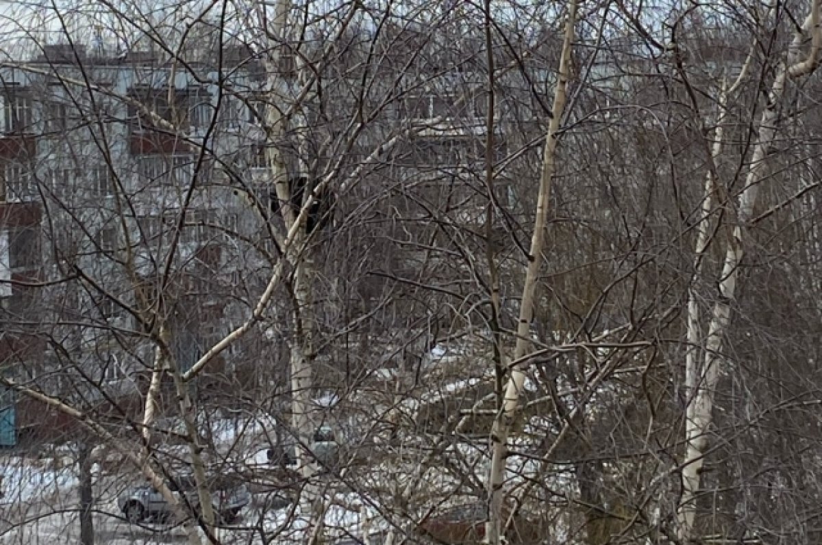    В Твери спасли кота, который 24 часа просидел на пятнадцатиметровой высоте