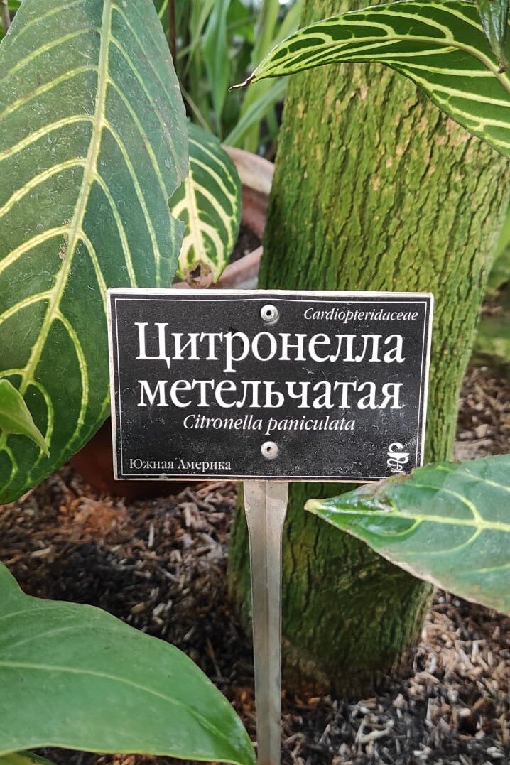 Что интересного в ботаническом саду МГУ? | Павел Перец | Дзен