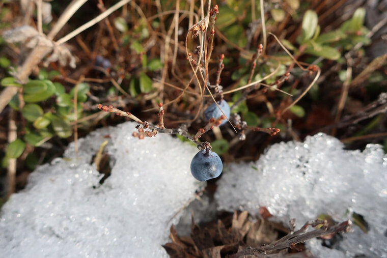    Оттаявшие ягоды сохранили свой вкус с осени
