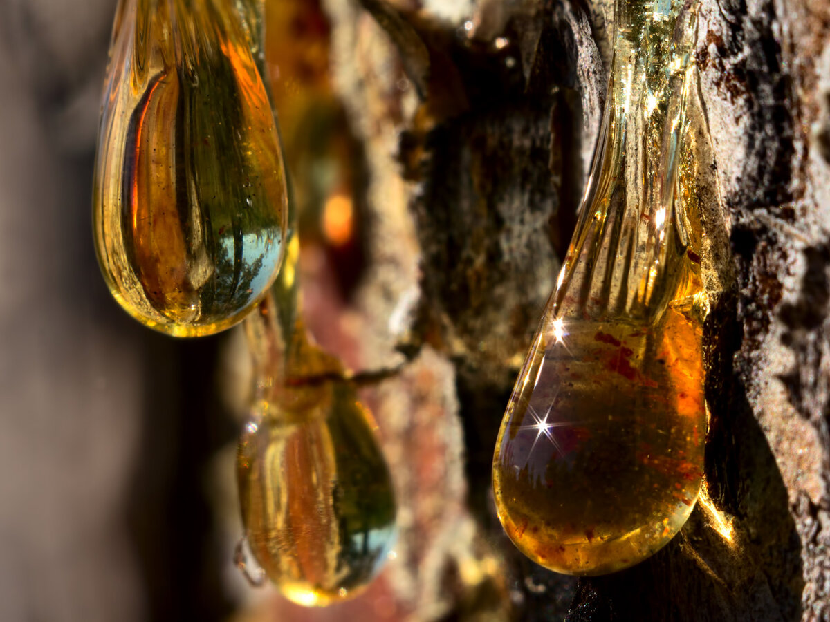 живица пихты 