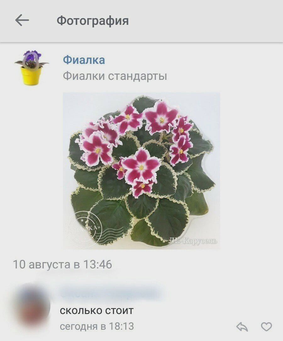 Фиалки дзен.