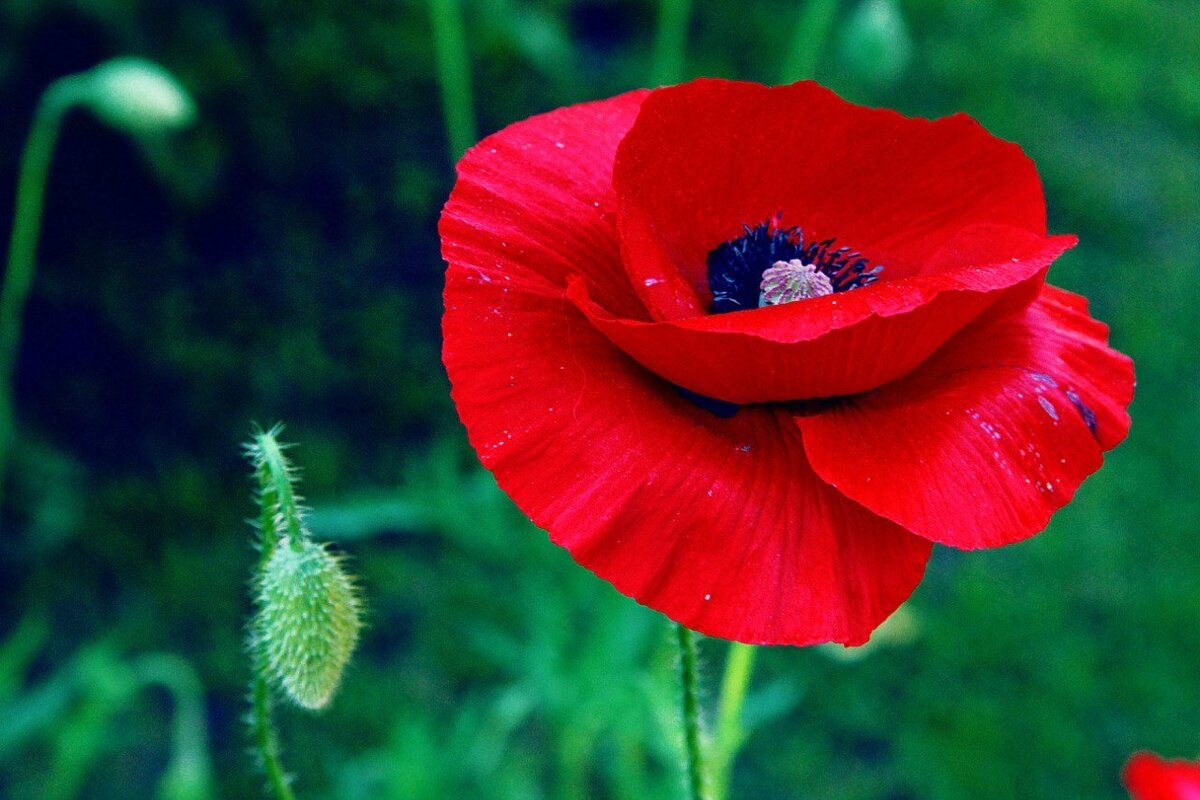 фото из открытого источника